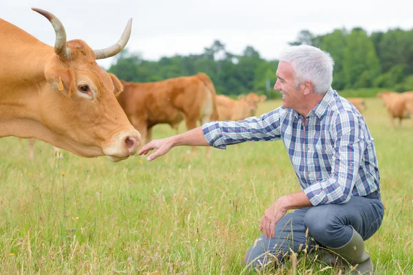 Herdsman with cow and herdsman — Stock Photo, Image
