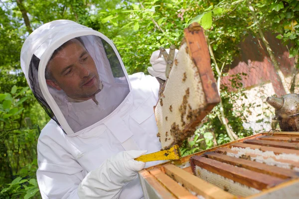 蜂蜜と男の — ストック写真
