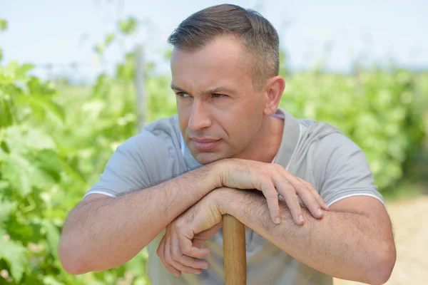 Man in de wijngaard — Stockfoto