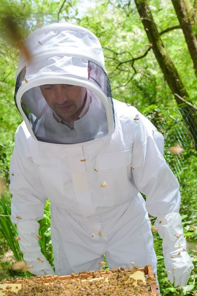 養蜂家とミツバチの蜂 — ストック写真