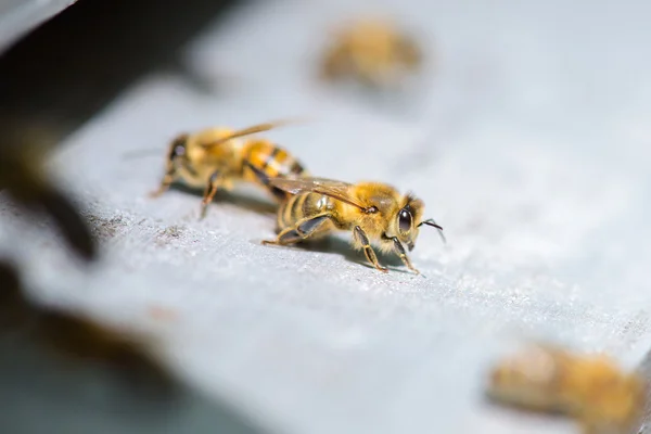 Abejas y abejas — Foto de Stock