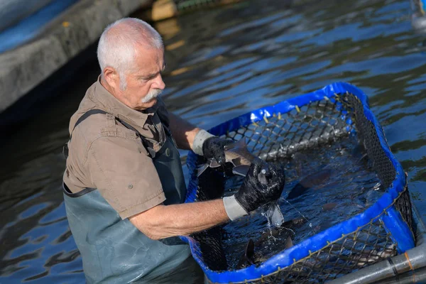 Sta Raccogliendo Pesce — Foto Stock