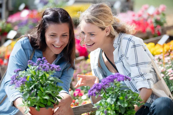 Personale Che Fornisce Consulenza Vegetale Alle Clienti Donne — Foto Stock