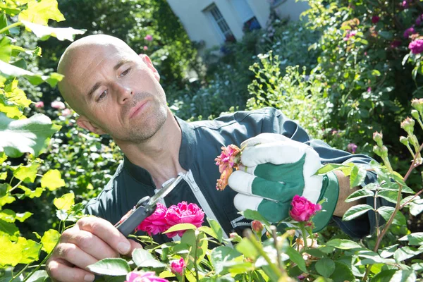 Trädgårdsmästare Tar Bil Rosenträd — Stockfoto
