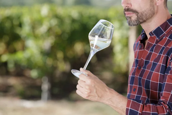 Enólogo Degustação Vinho Branco Vinha Dia Ensolarado — Fotografia de Stock