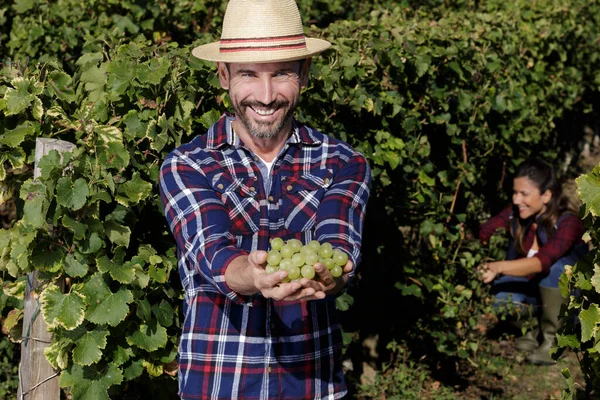 Homme Avec Des Raisins Dans Vignoble — Photo