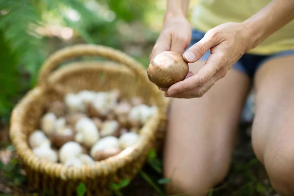 Anak Yang Memegang Jamur Boletus Edulis Baru Saja Dipetik — Stok Foto