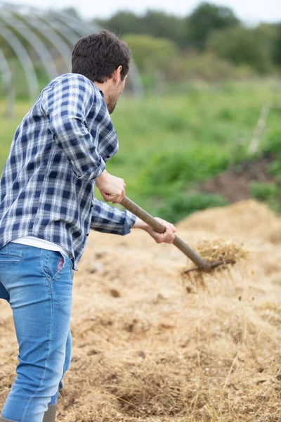 Uomo Mette Fieno Pagliaio Alimentazione Degli Animali — Foto Stock