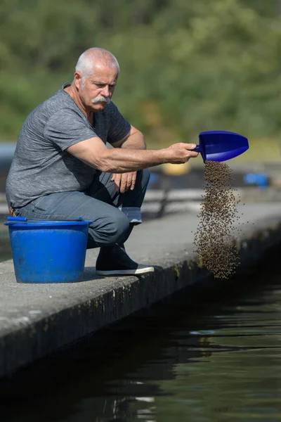 Senior Fischzüchter Schaufelt Futter Ins Gehege — Stockfoto