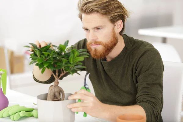 Hombre Poda Una Planta Interior Hogar —  Fotos de Stock