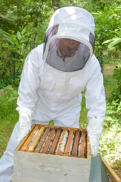 Ein Imker Der Einen Rahmen Hebt — Stockfoto