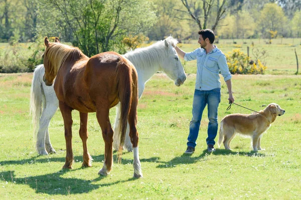 Stilig Ung Man Går Med Häst Och Hund — Stockfoto