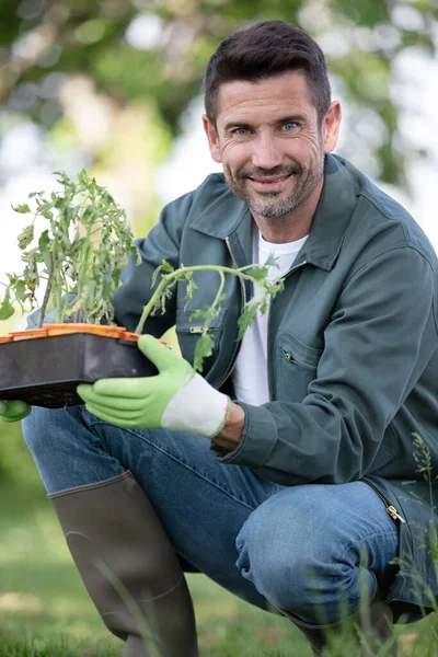 Agricultura Recogiendo Verduras Del Jardín Del Patio Trasero — Foto de Stock