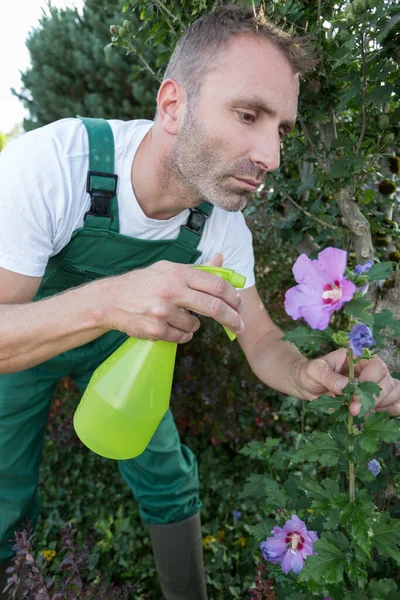 Hombre Rociando Flores Jardín Control Plagas Mano Con Guantes — Foto de Stock