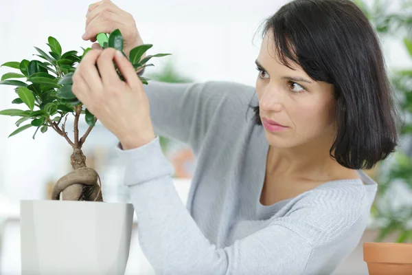 Een Vrouw Trimmen Bonsai Boom — Stockfoto