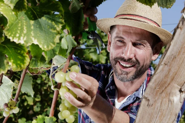 Happy Man Grapes Harvest Season — Stock Photo, Image