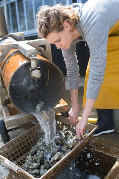 Seorang Wanita Profesional Oyster Shucker — Stok Foto