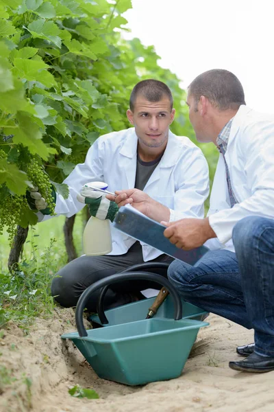 Manliga Arbetare Inspekterar Druvor Vinstockar — Stockfoto