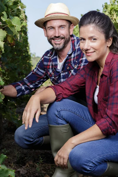 Viticulteurs Vendangeant Dans Vignoble — Photo