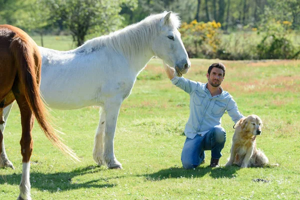 Uomo Con Suoi Cavalli Cane — Foto Stock