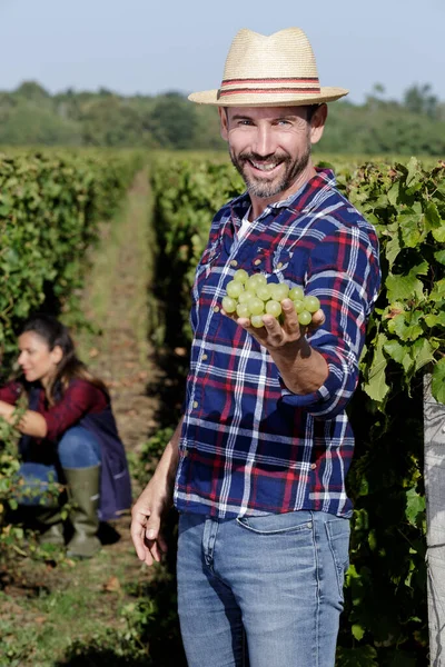 Homme Tient Raisins Blancs — Photo