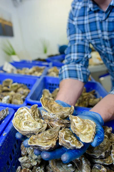 Worker Holding Handful Oysters — Fotografia de Stock