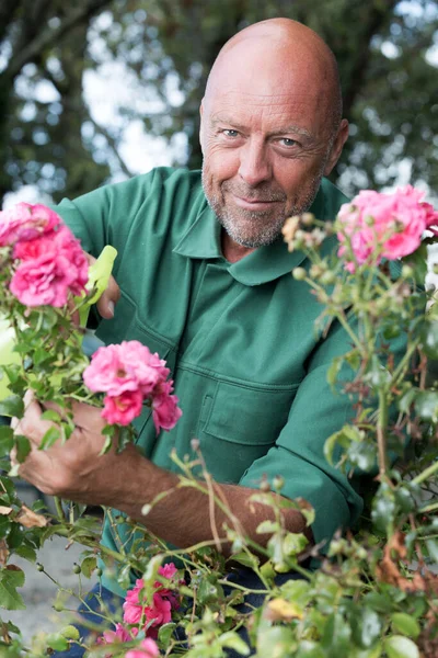 Manlig Trädgårdsmästare Skär Eller Trimmar Rosor — Stockfoto