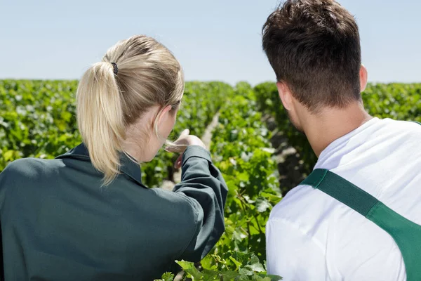 Giovane Coppia Vigneto — Foto Stock