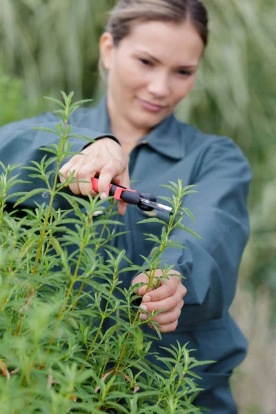 Woman Cutting Branches Winery Yard — Stock Photo, Image