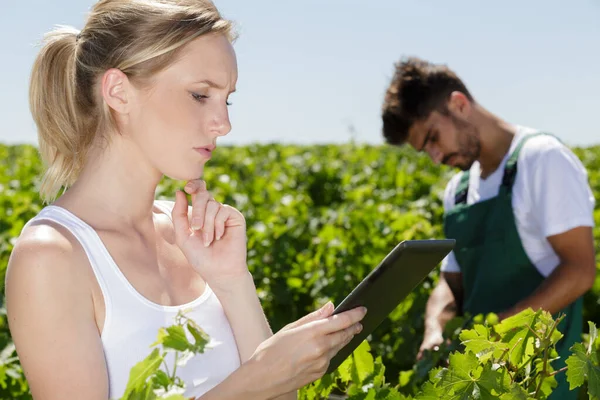 Geconcentreerde Jonge Vrouw Met Behulp Van Tablet Wijngaard Zonnige Dag — Stockfoto