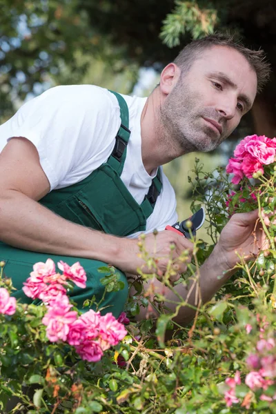 Man Arbetare Hand Skära Blommor Låda Trädgården — Stockfoto