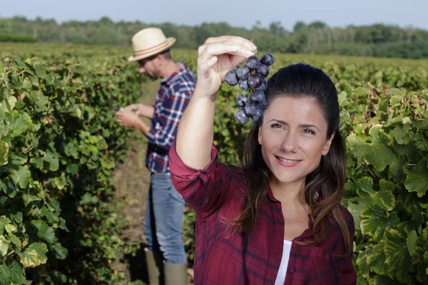 Жінка Тримає Виноград Руці Природі — стокове фото