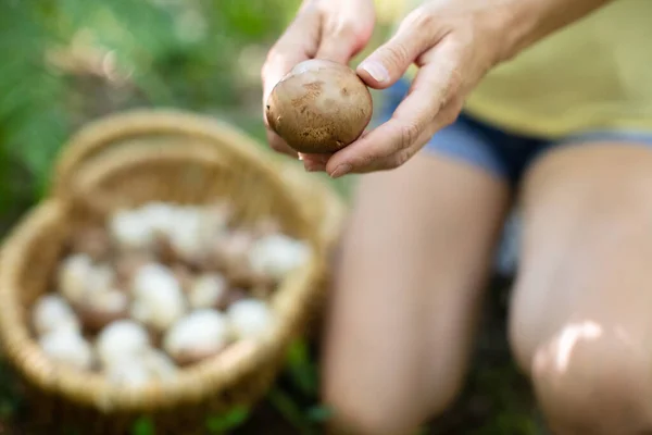 버섯의 바구니 — 스톡 사진