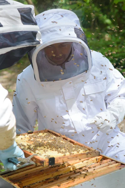 ミツバチの巣箱に取り組んでいる 2 人の男性 — ストック写真