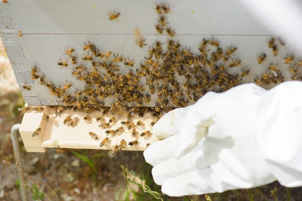 Arı ve arı arı — Stok fotoğraf