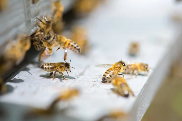 Bienen und Bienen — Stockfoto