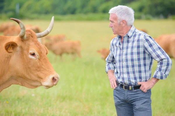 Cattle farming and man — Stock Photo, Image