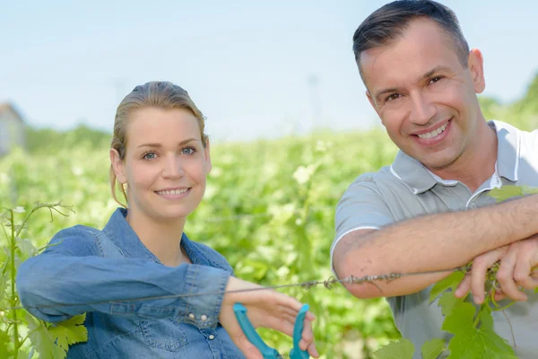 Vineyard workers and man — Stock Photo, Image