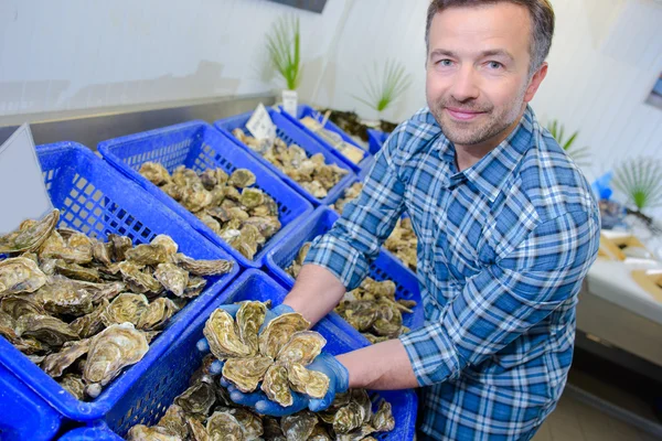 Man anläggningen handfull ostron — Stockfoto