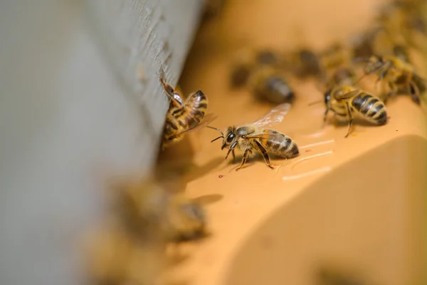 Пчел и крупным планом — стоковое фото