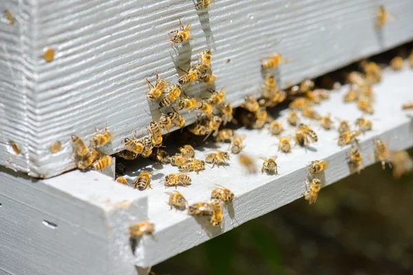 Closeup της κυψέλης και μέλισσα — Φωτογραφία Αρχείου