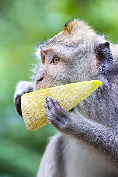 Portret van aap vrede van meloen eten — Stockfoto