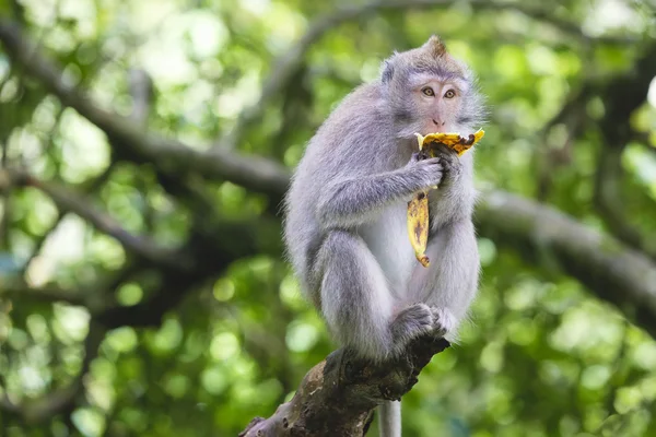 Portret van aap eet banaan — Stockfoto