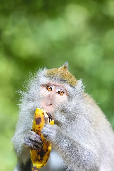 Portret van aap eet banaan — Stockfoto