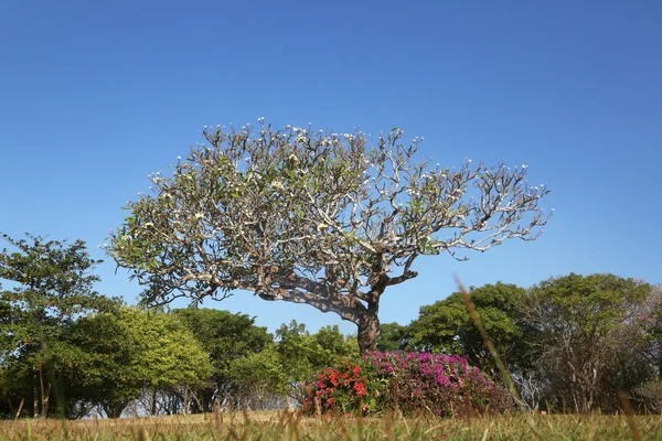 Árvore grande no parque — Fotografia de Stock