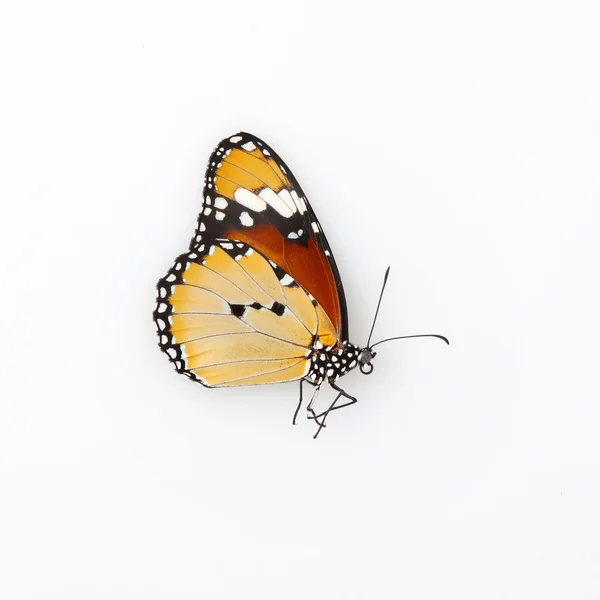 Schmetterling auf weißem Hintergrund — Stockfoto