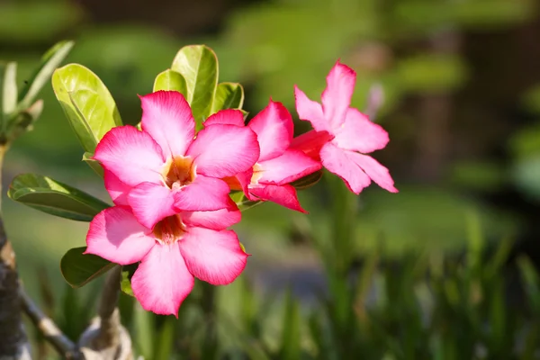 A trópusi kertben rózsaszín frangipani — Stock Fotó