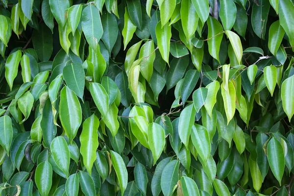 Benjamin ağaç arka plan yaprak