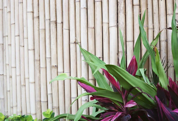 Muro di bambù con verde nella parte anteriore — Foto Stock