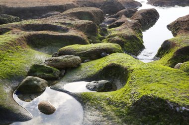 Yeşil yosun kayalık plaj - arka plan